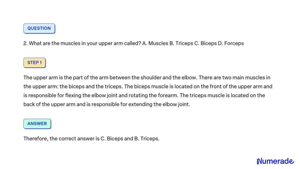 solved-2-what-are-the-muscles-in-your-upper-arm-called-a-muscles-b