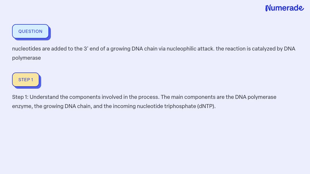 SOLVED: Nucleotides Are Added To The 3' End Of A Growing DNA Chain Via ...