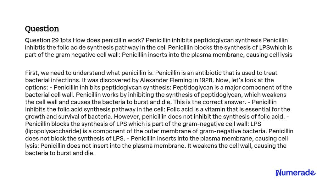 Solved How Does Penicillin Work Penicillin Inhibits Peptidoglycan