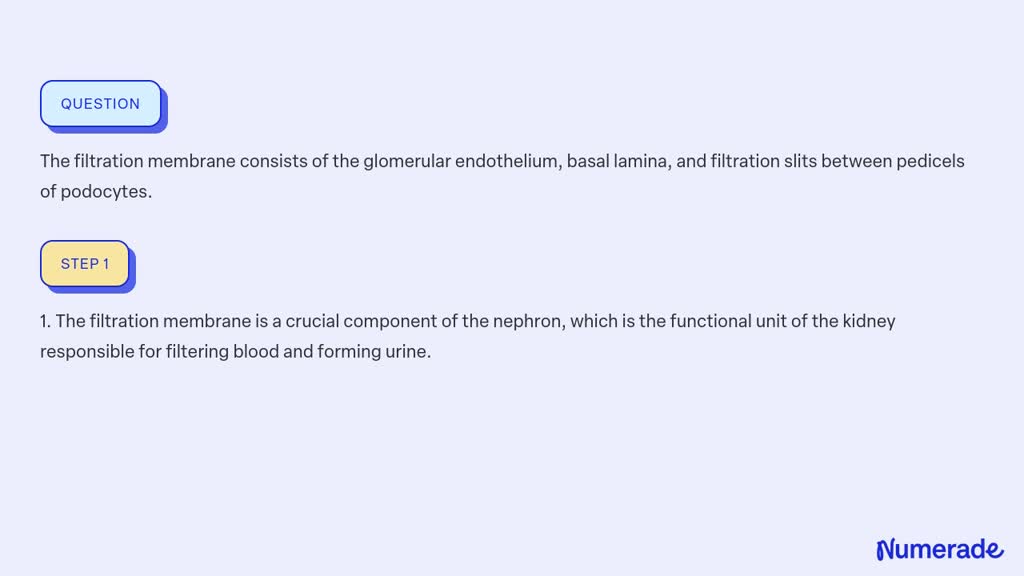 Solved:the Filtration Membrane Consists Of The Glomerular Endothelium 