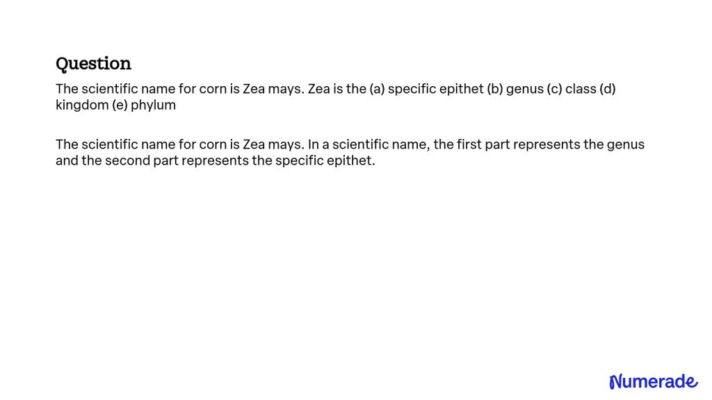 solved-the-scientific-name-for-corn-is-zea-mays-zea-is-the-a