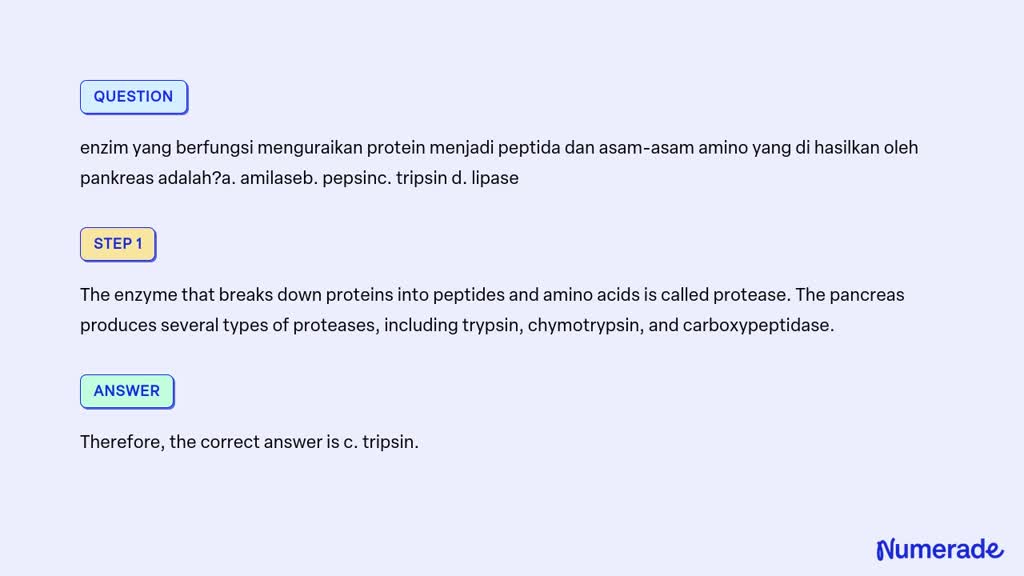 SOLVED: enzim yang berfungsi menguraikan protein menjadi peptida dan ...