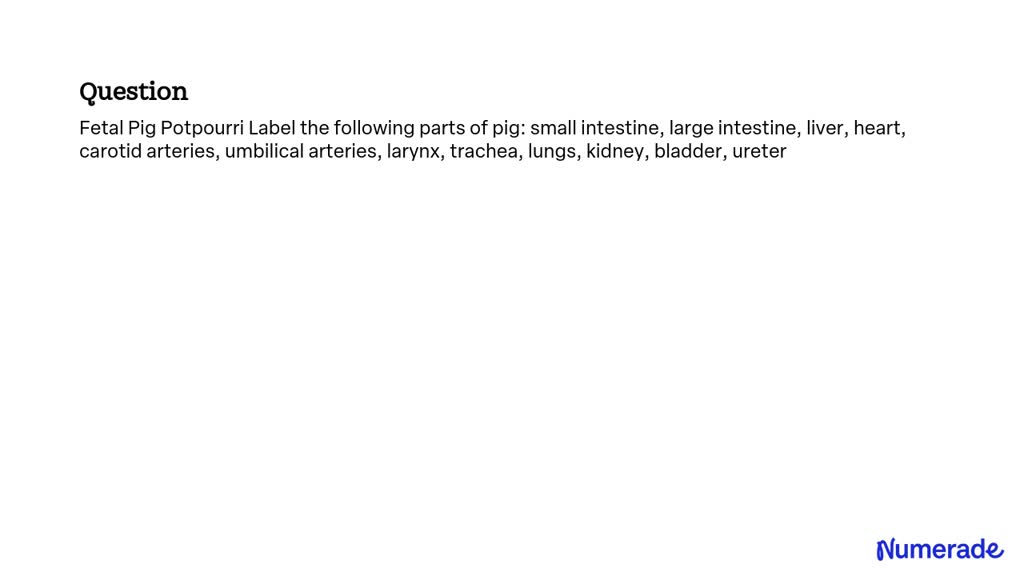 solved-fetal-pig-potpourri-label-the-following-parts-of-pig-small