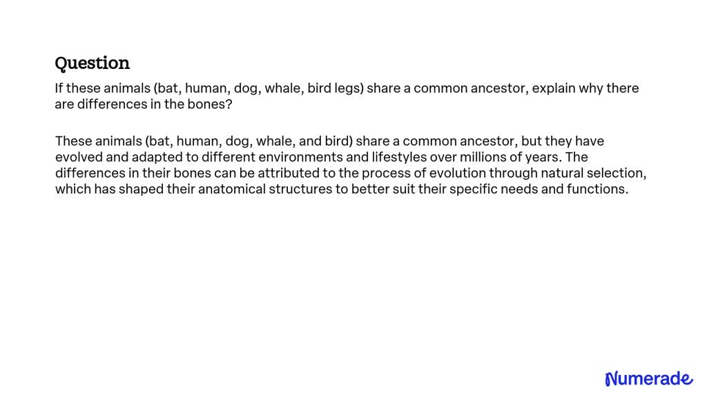 do cats and dogs share a common ancestor