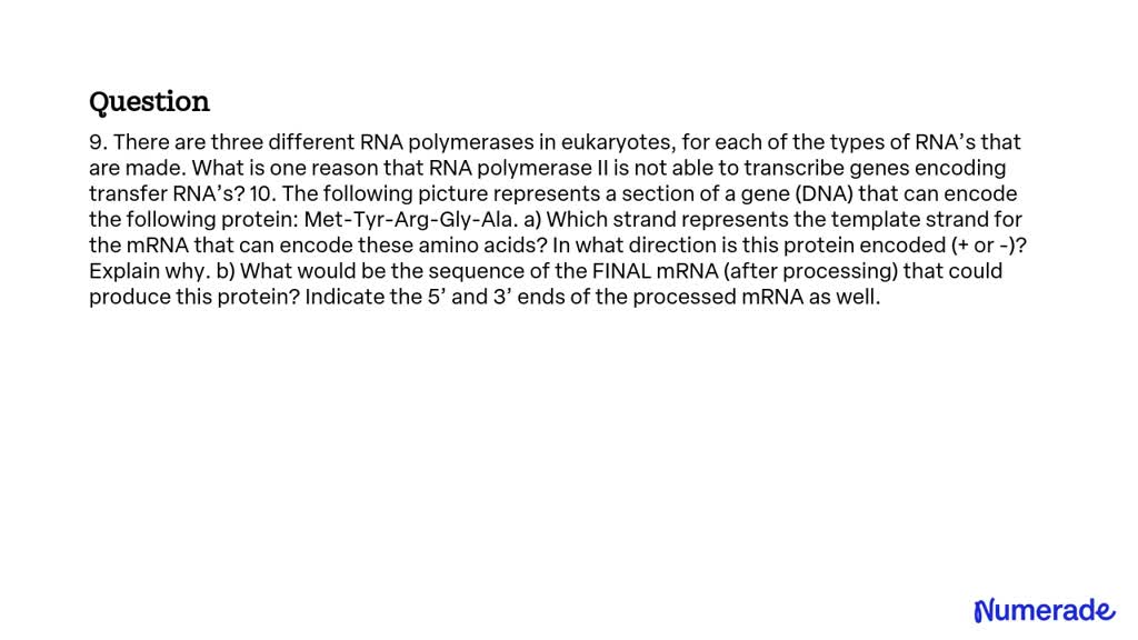 SOLVED: 9. There are three different RNA polymerases in eukaryotes, for ...