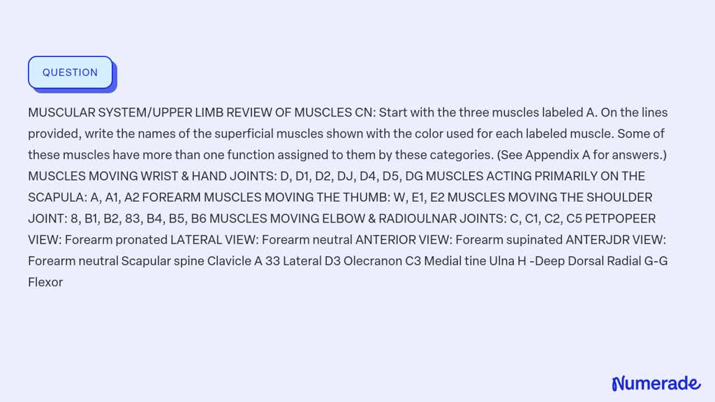 SOLVED: MUSCULAR SYSTEM/UPPER LIMB REVIEW OF MUSCLES CN: Start with the ...