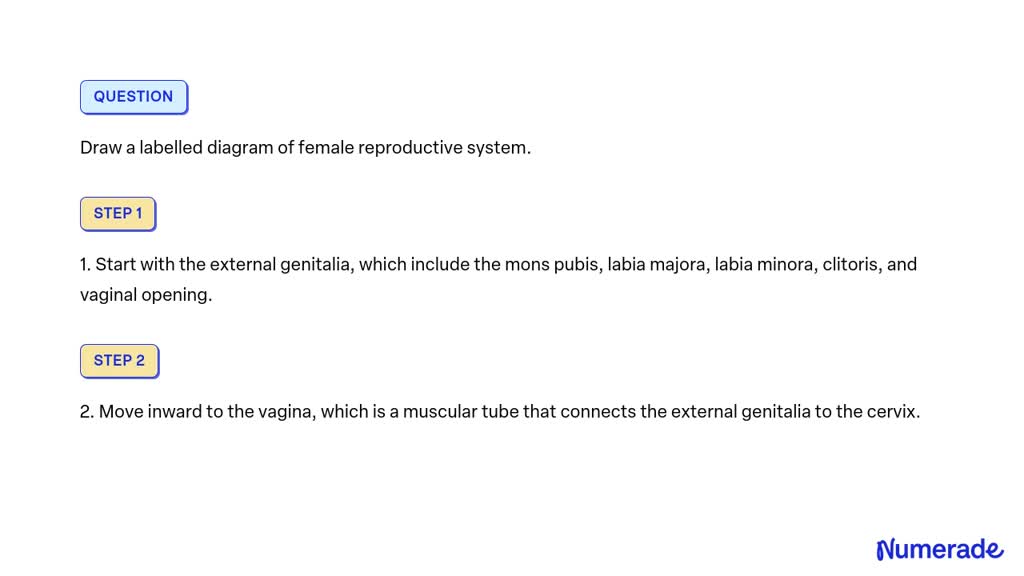 Solved Draw A Labelled Diagram Of Female Reproductive System