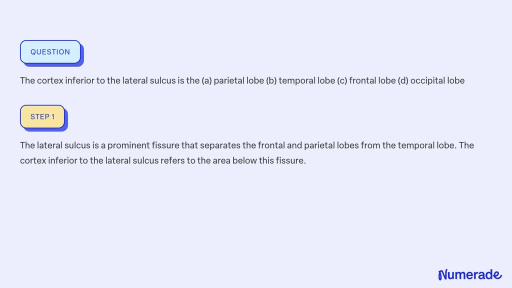 SOLVED:The cortex inferior to the lateral sulcus is the (a) parietal ...