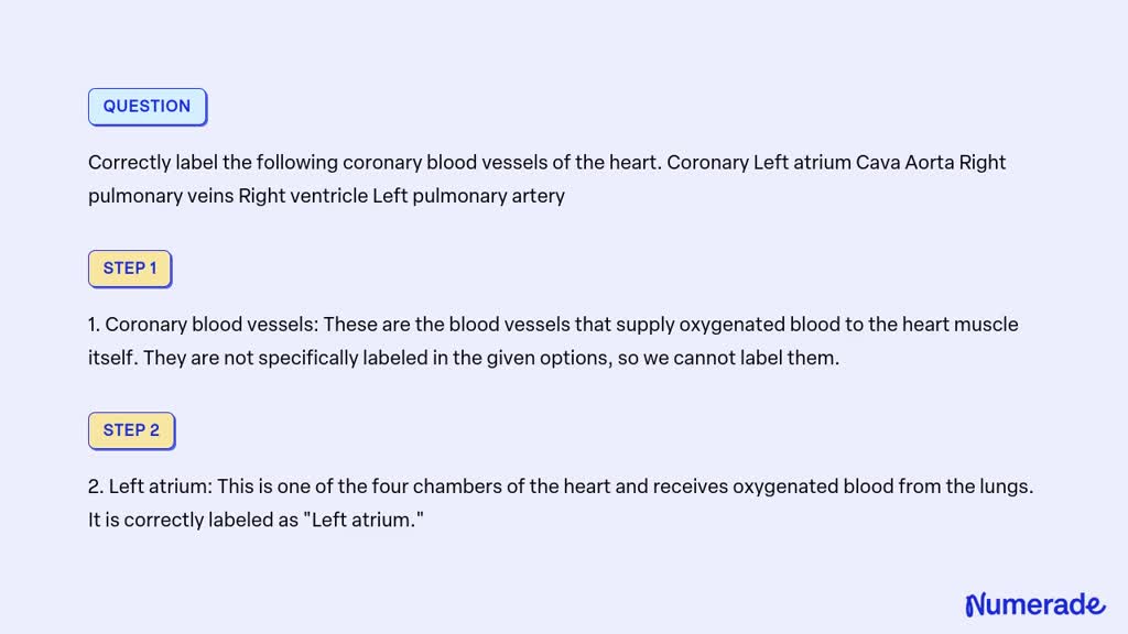 SOLVED: Correctly label the following coronary blood vessels of the