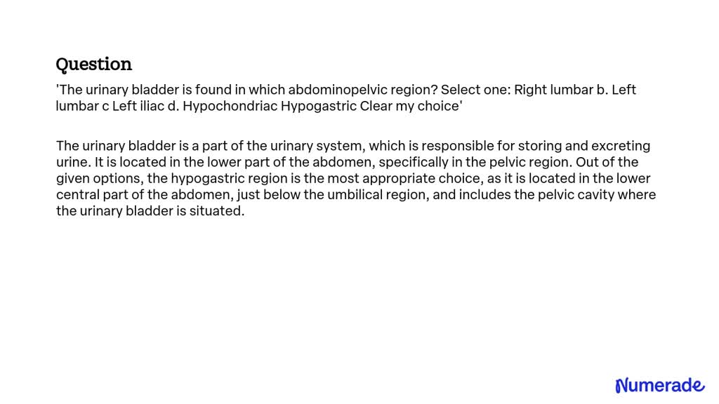 SOLVED: 'The urinary bladder is found in which abdominopelvic region ...