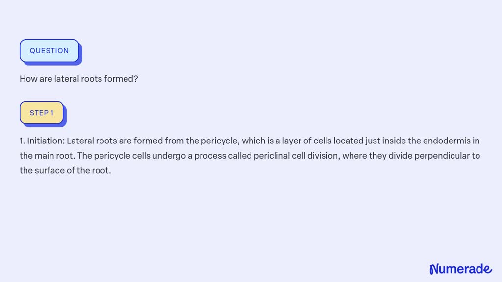 solved-how-are-lateral-roots-formed