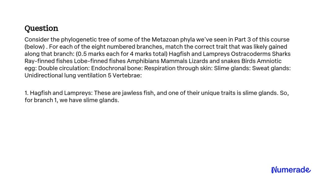 SOLVED: Consider the phylogenetic tree of some of the Metazoan phyla we