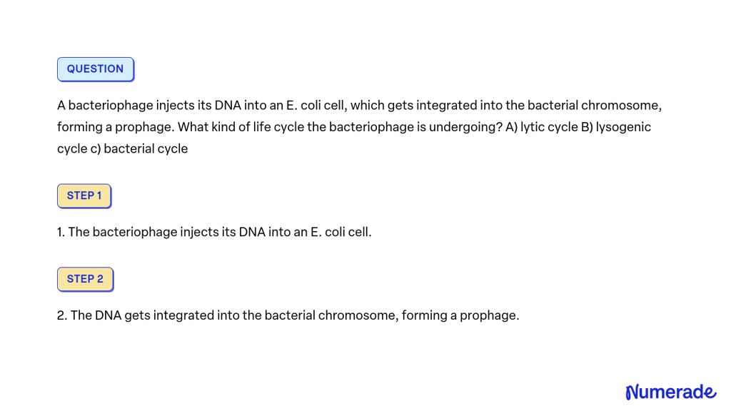 SOLVED: A bacteriophage injects its DNA into an E. coli cell, which