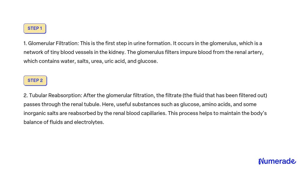 SOLVED: Formation of Urine The process of urine formation includes the