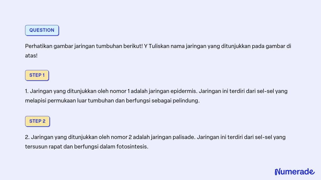 SOLVED: Perhatikan Gambar Jaringan Tumbuhan Berikut! Y Tuliskan Nama ...