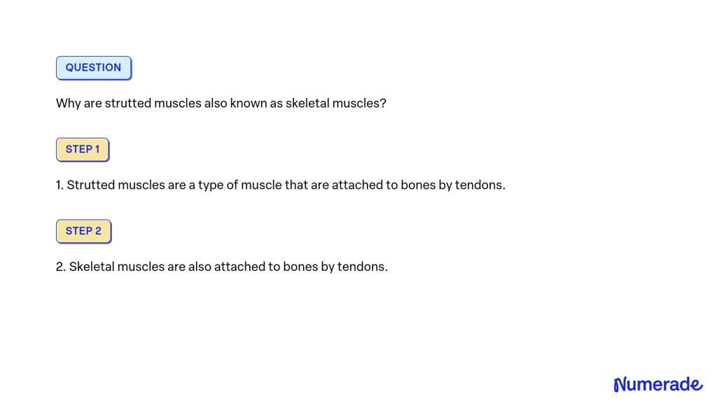 solved-why-are-strutted-muscles-also-known-as-skeletal-muscles