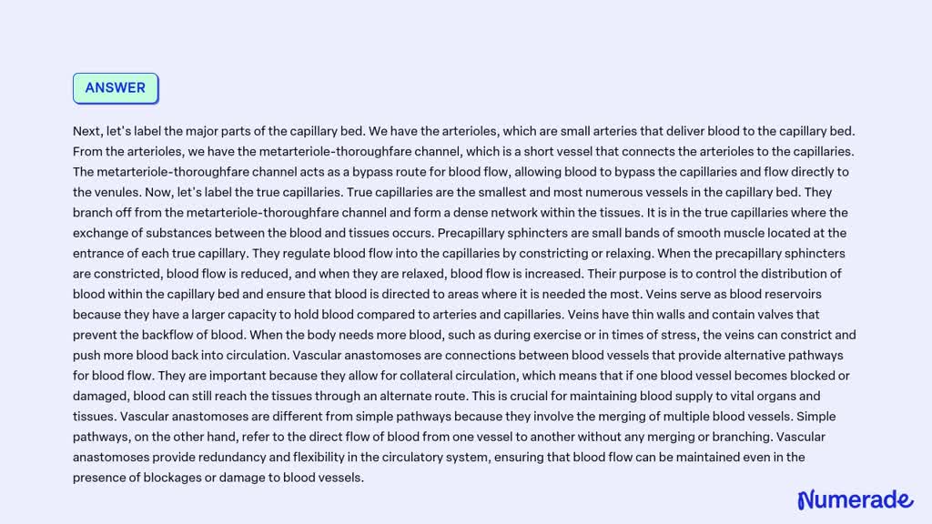 SOLVED: Draw a capillary bed and label the major parts, including the ...