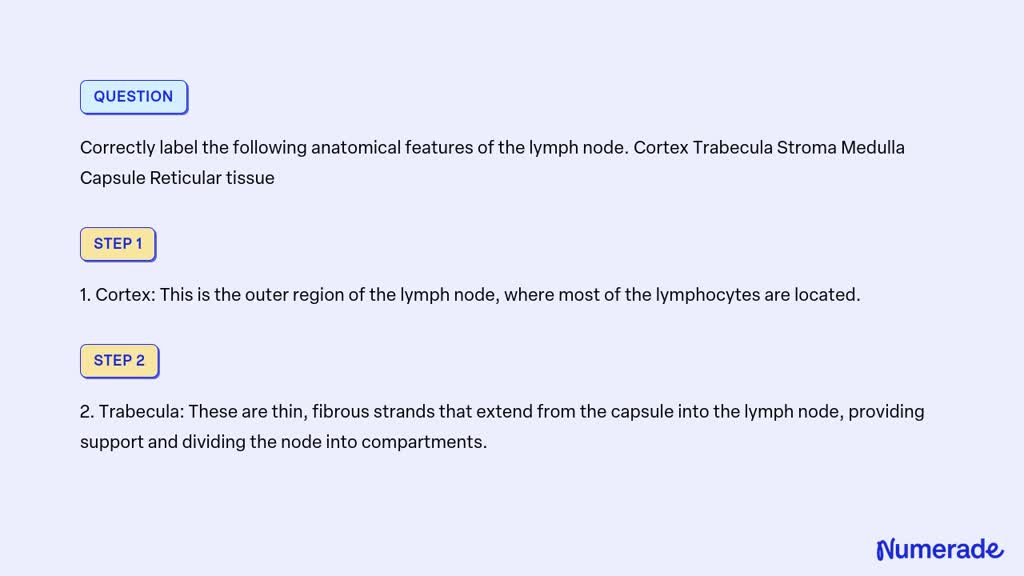 SOLVED: Correctly label the following anatomical features of the lymph