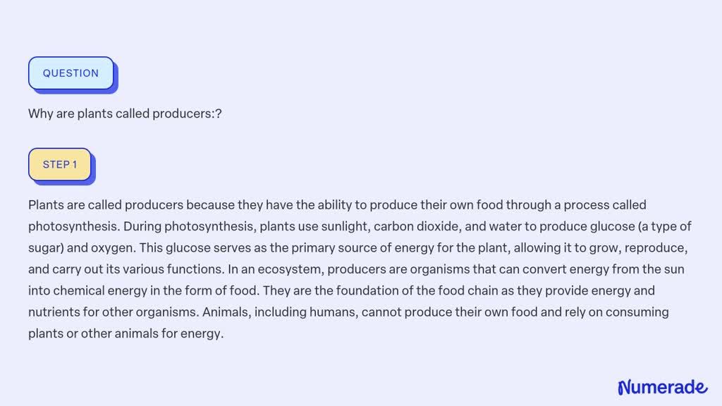 solved-why-are-plants-called-producers