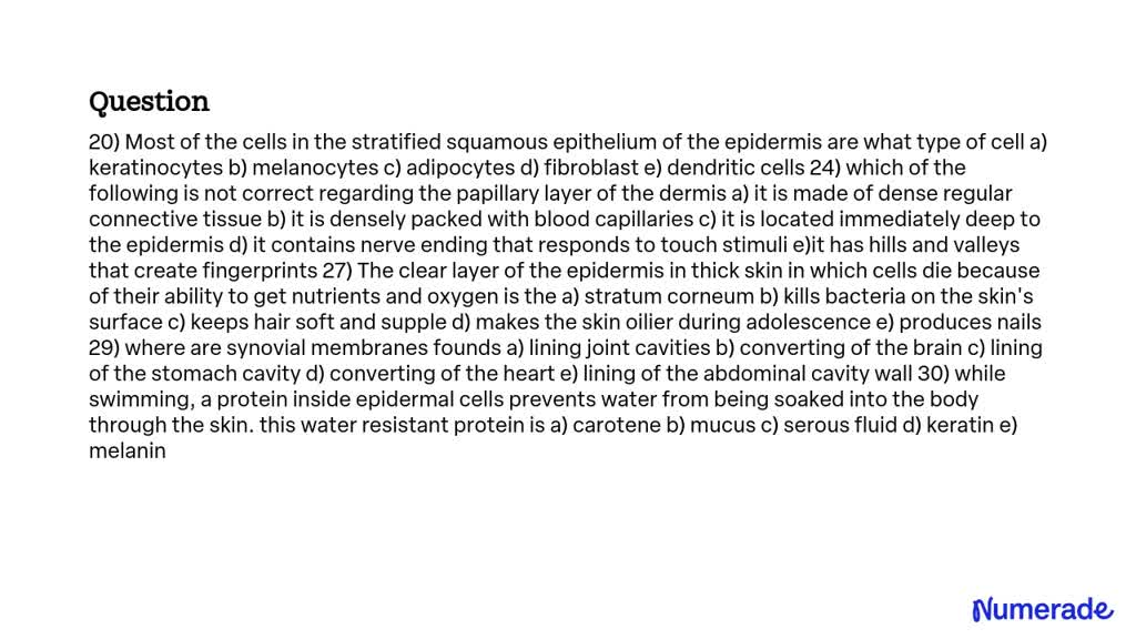 SOLVED: 20) Most of the cells in the stratified squamous epithelium of ...