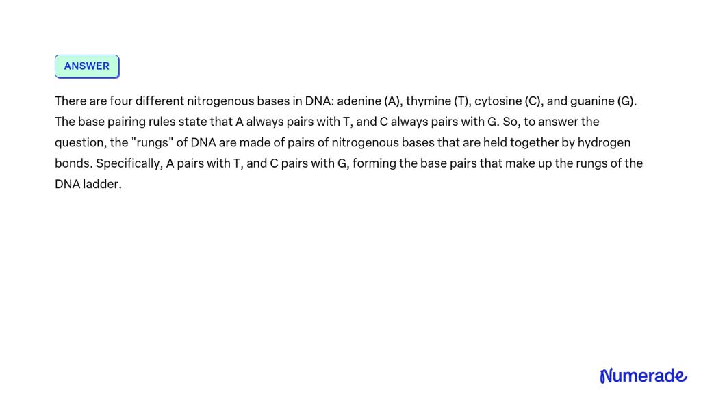 solved-the-rungs-of-dna-are-made-of