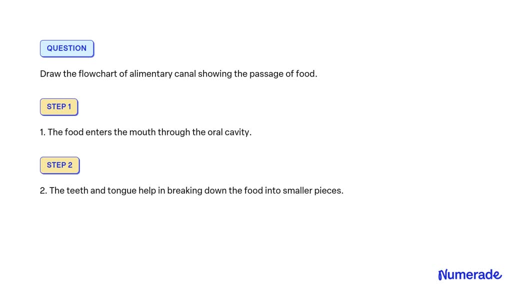 solved-draw-the-flowchart-of-alimentary-canal-showing-the-passage-of-food