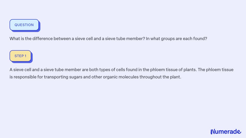 SOLVED:What is the difference between a sieve cell and a sieve tube ...