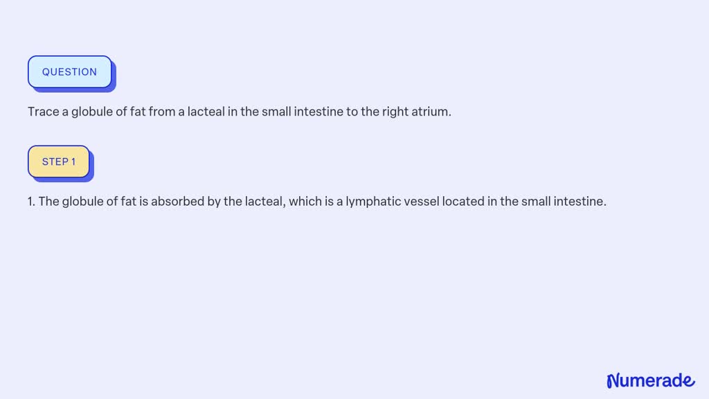 ⏩SOLVED:Trace a globule of fat from a lacteal in the small intestine ...