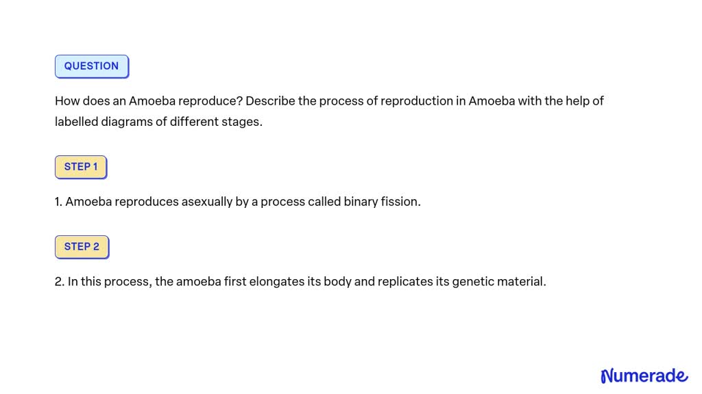 Solved How Does An Amoeba Reproduce Describe The Process Of Reproduction In Amoeba With The 2587