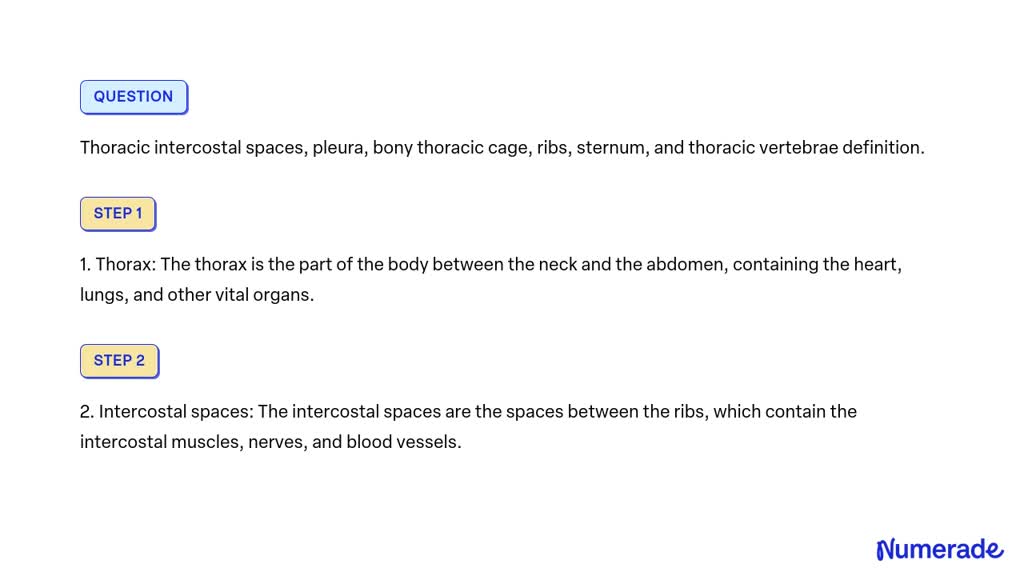 SOLVED: Thoracic intercostal spaces, pleura, bony thoracic cage, ribs