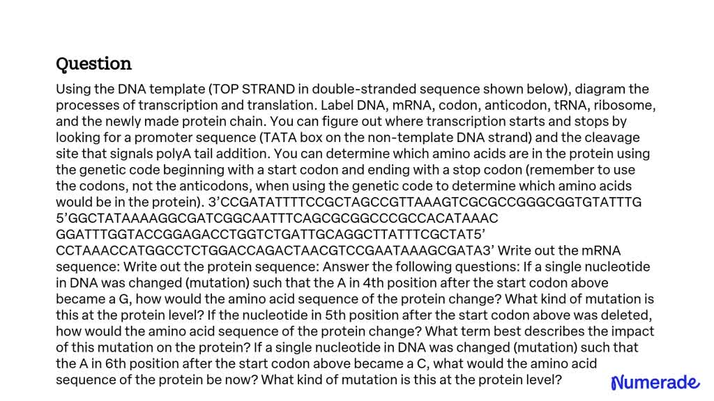 SOLVED: Using the DNA template (TOP STRAND in double-stranded sequence ...