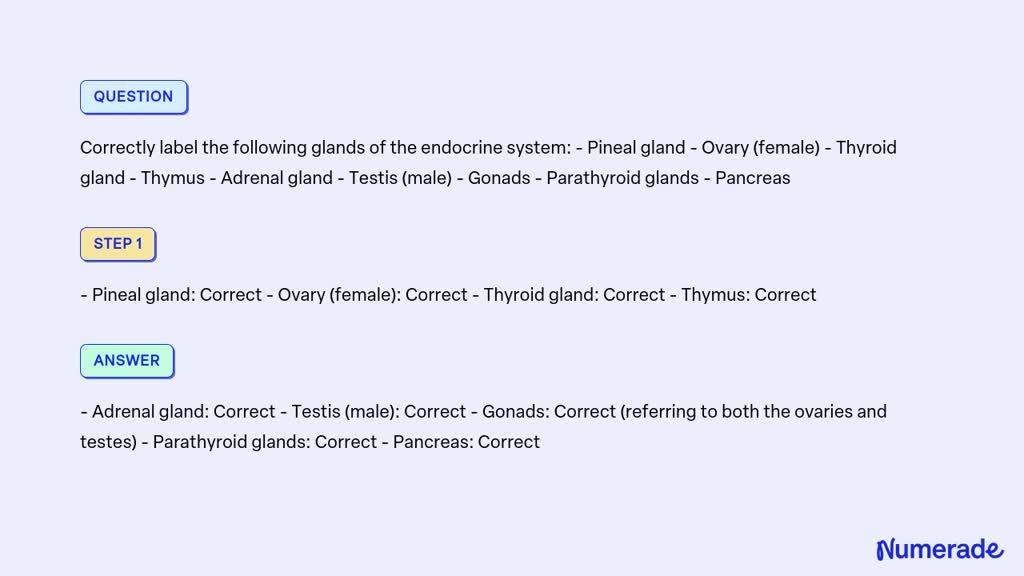 SOLVED: Correctly label the following glands of the endocrine system