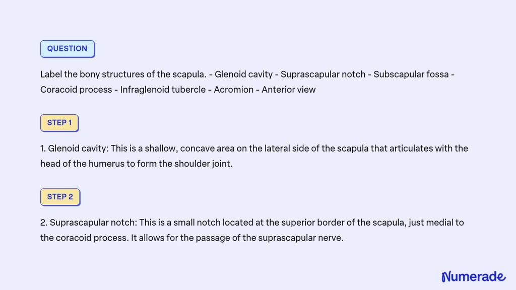 SOLVED: Label the bony structures of the scapula. - Glenoid cavity