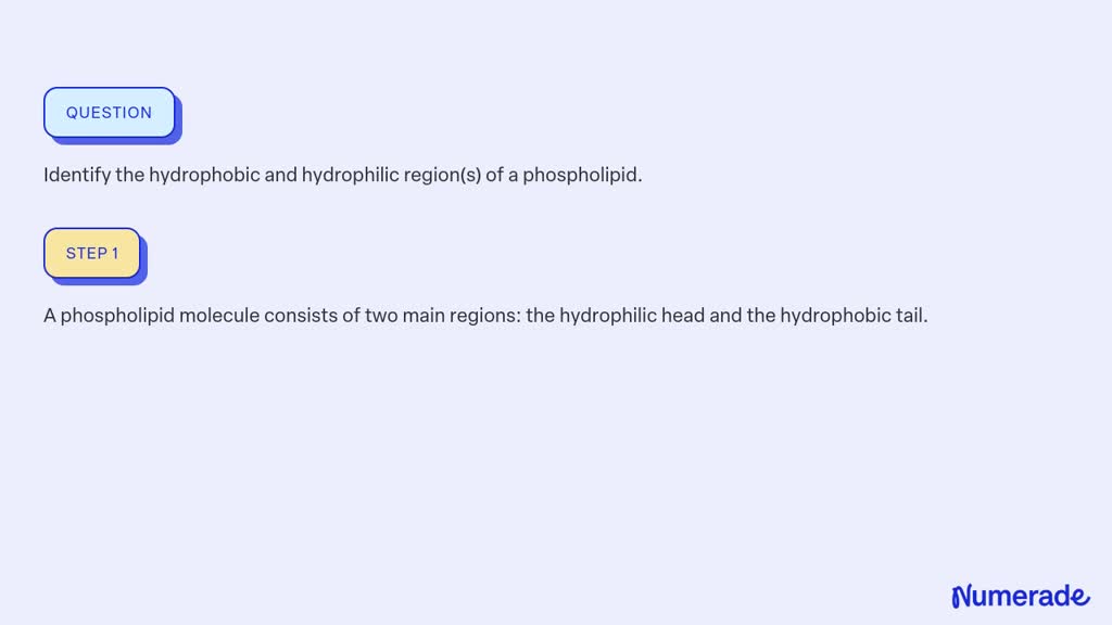 SOLVED:Identify the hydrophobic and hydrophilic region(s) of a ...