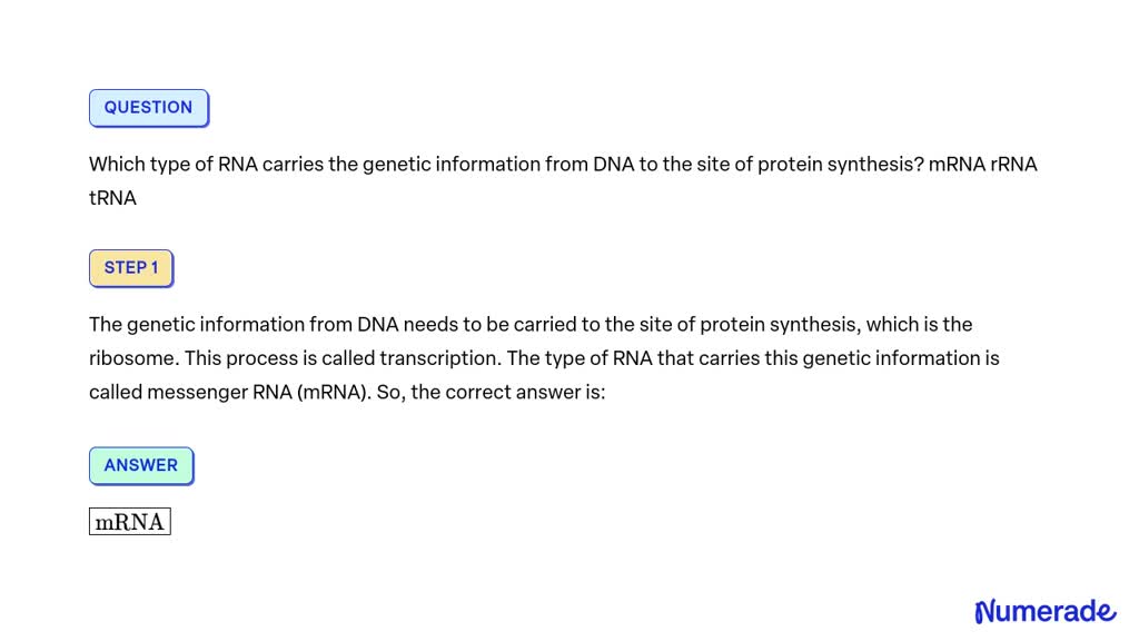 SOLVED: Which type of RNA carries the genetic information from DNA to ...