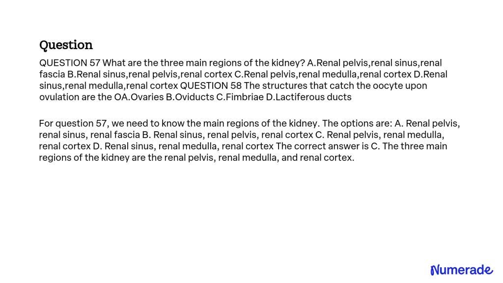 SOLVED: QUESTION 57 What are the three main regions of the kidney? A