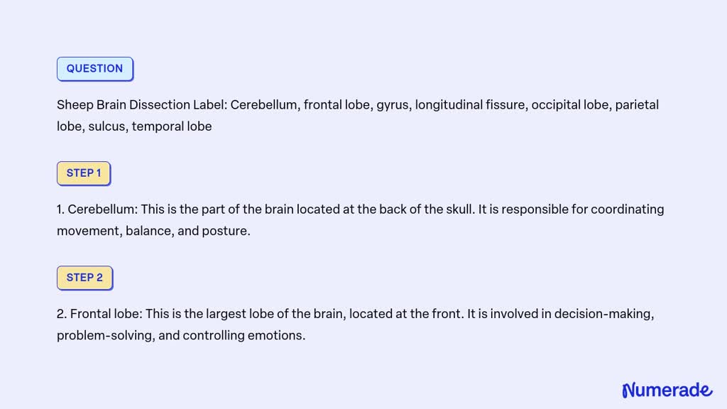 SOLVED: Sheep Brain Dissection Label: Cerebellum, frontal lobe, gyrus ...