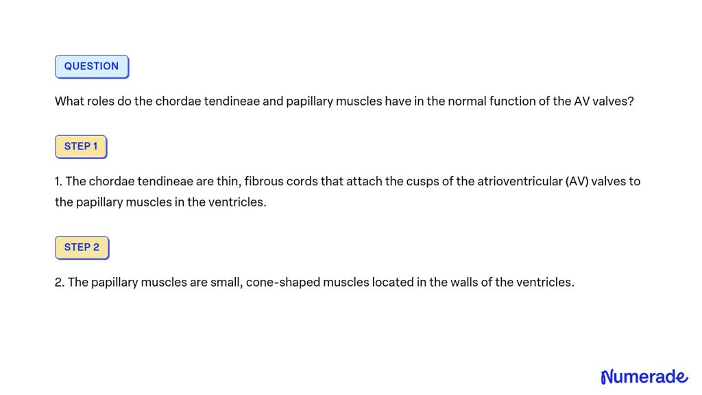 solved-what-roles-do-the-chordae-tendineae-and-papillary-muscles-have