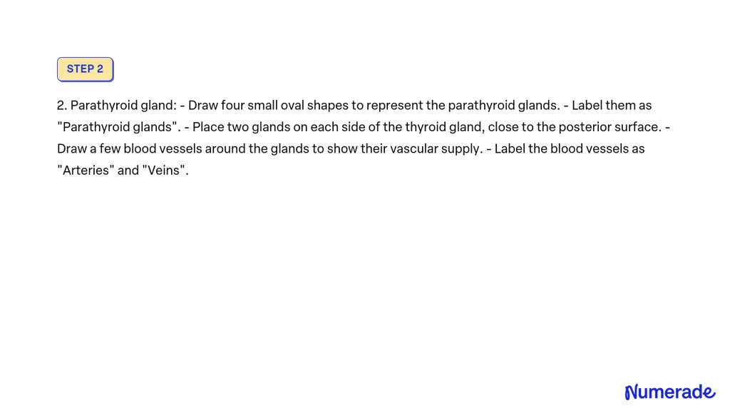 Solved: Draw And Label The Following: 27. Structure Of The Thyroid 