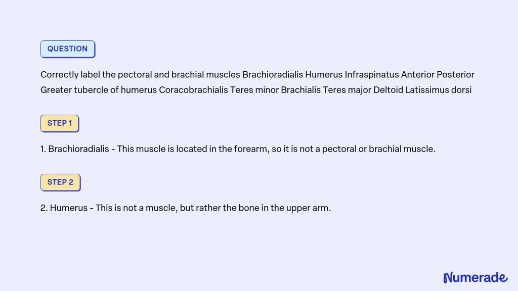 SOLVED Correctly label the pectoral and brachial muscles