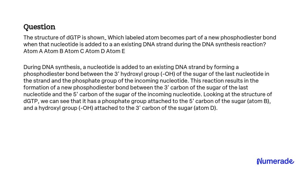 SOLVED: The structure of dGTP is shown Which labeled atom becomes part ...