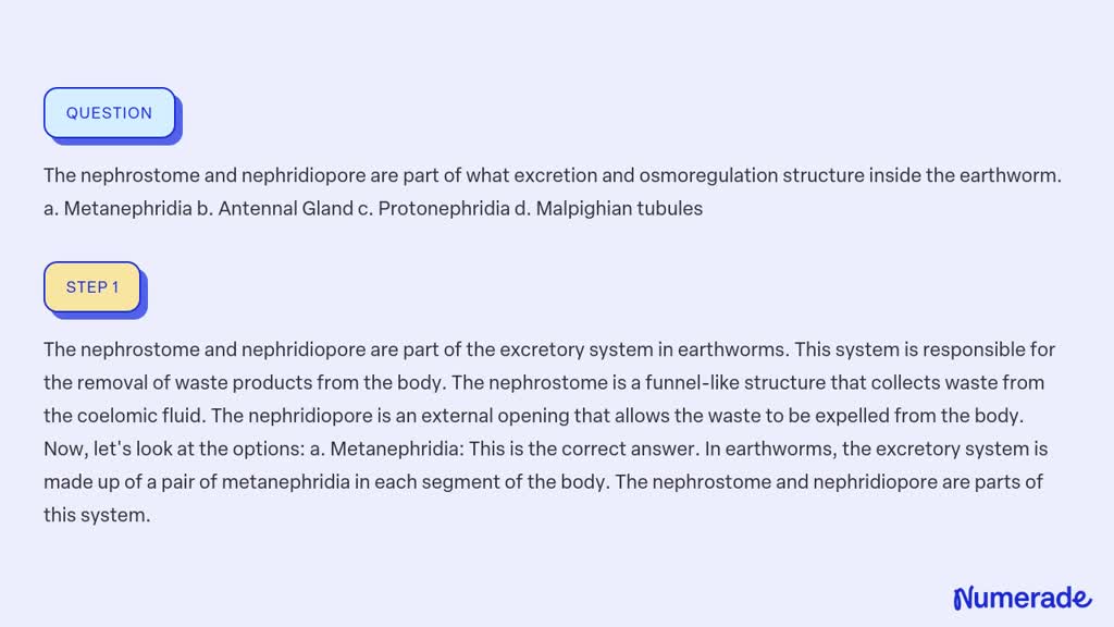 SOLVED: The nephrostome and nephridiopore are part of what excretion ...