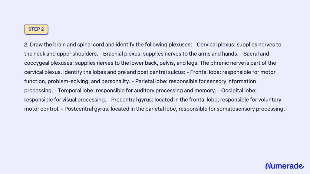 Solved: Draw A Transverse Section Through The Spinal Cord And Identify 